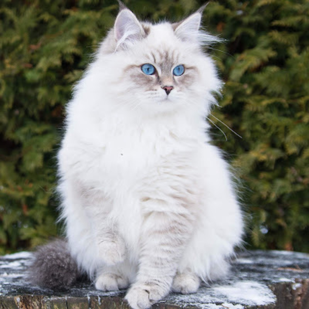 Meet your Posher, Royal grace